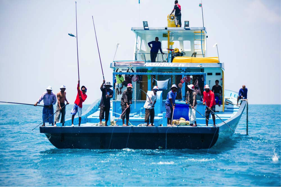 Pole and Line fishing for skip jack tuna