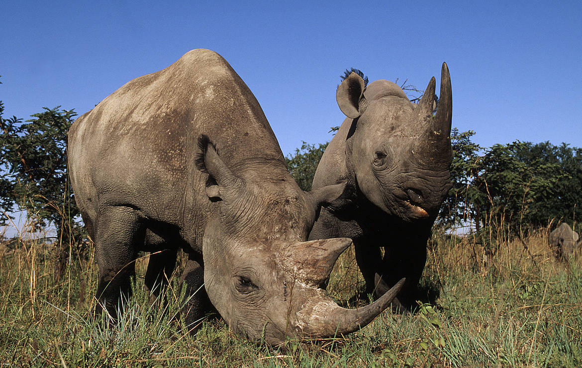 Black Rhinoceros Pair grazing.
