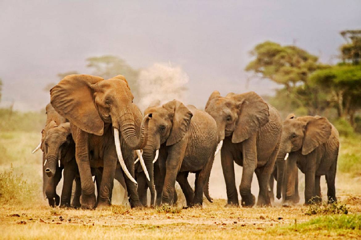Elephants